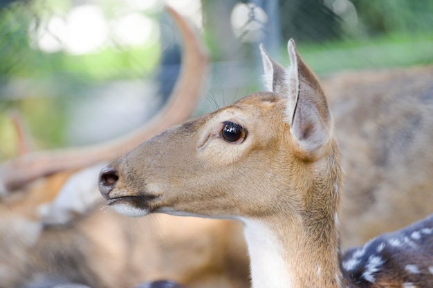 gros plan visage cerf