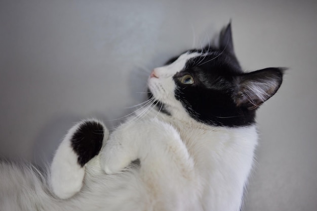 Gros plan d'un visage de chat Portrait d'un chaton femelle Le chat a l'air curieux et alerte Image détaillée d'un visage de chat