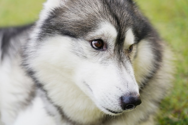 Gros plan visage de chien husky sibérien portant l&#39;herbe verte