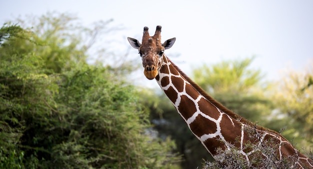 Gros plan sur le visage d'une girafe