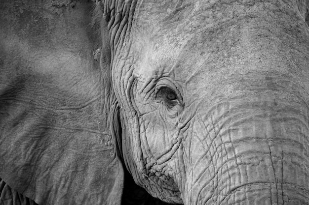 Gros plan sur le visage d'un gros éléphant rouge