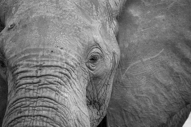 Gros plan sur le visage d'un gros éléphant rouge