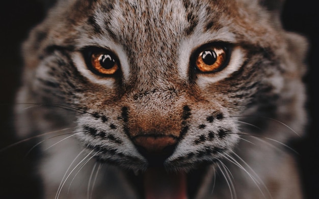 un gros plan d'un visage de guépard avec des yeux orange