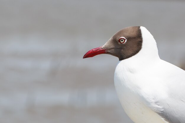 Gros plan visage de Seagull