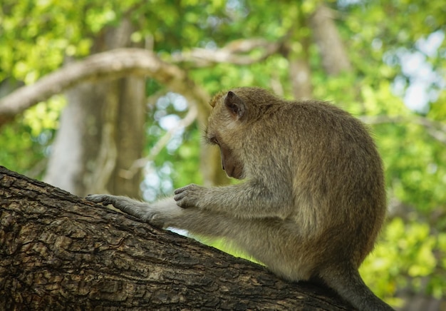 gros plan visage de singe indonésien