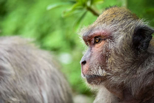 Gros plan visage de singe à la recherche de son ami