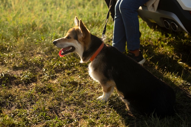 Gros plan voyageur avec chien mignon