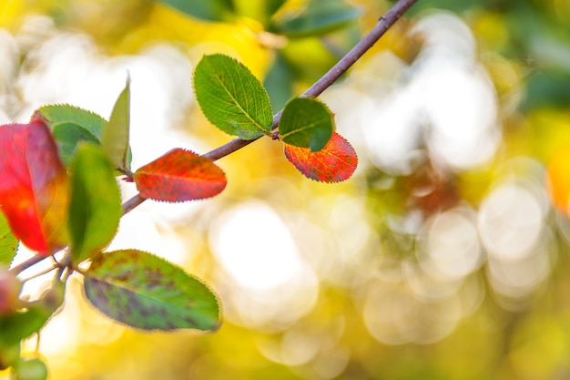 Gros plan sur la vue d'automne d'automne naturel de la feuille orange rouge qui brille au soleil sur fond vert flou dans le jardin ou le parc. Fond d'écran nature inspirante d'octobre ou de septembre. Concept de changement de saisons.