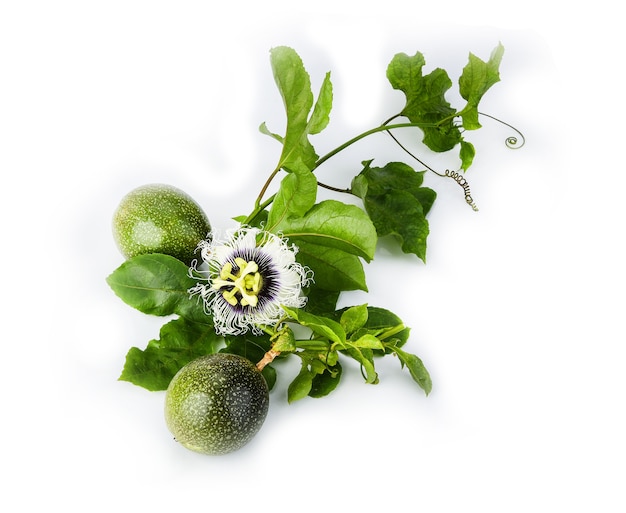 Gros plan vue de dessus fleur de fruit de la passion et feuilles sur blanc