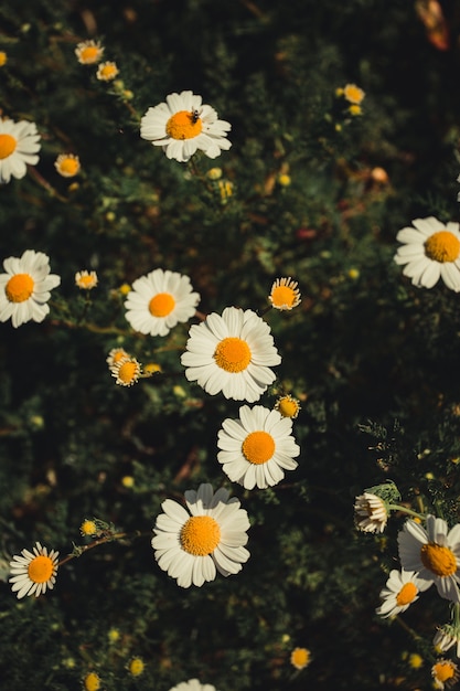 Gros plan de la vue de dessus de marguerites blanches et jaunes