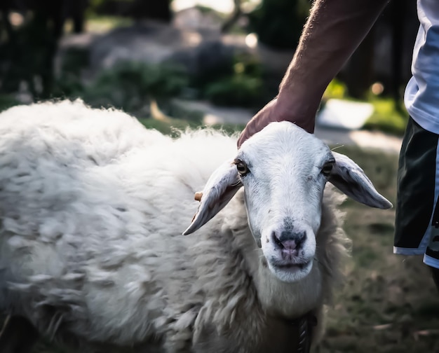 Gros plan vue de face main d'homme caressant la tête d'agneau de mouton sérieux avec étiquette de ferme orange dans l'oreille Fond de nature verte Soins aux animaux agriculture contact zoo concept