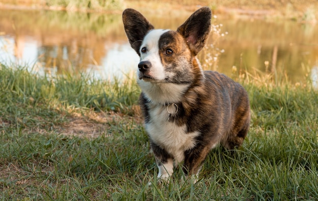 Gros plan vue latérale portrait de chien Welsh Corgi en surface d'été