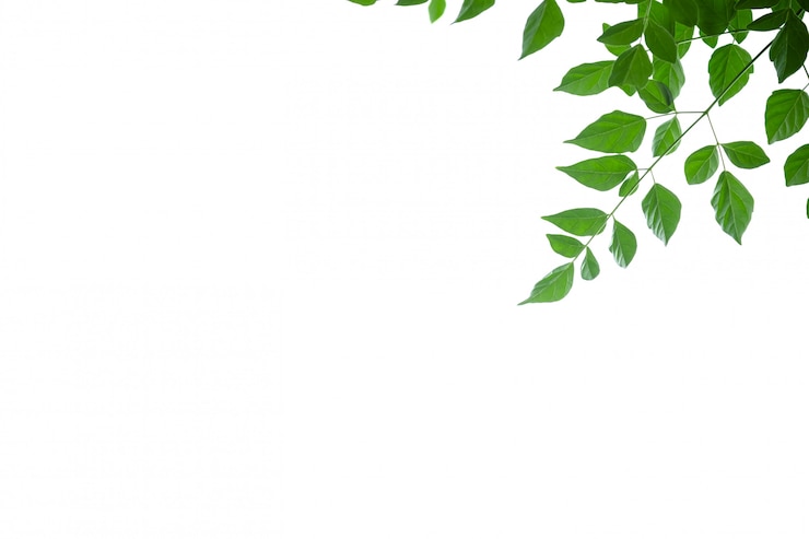 Photo gros plan, vue nature, feuille arbre cork vert, sur, fond blanc, sous, lumière soleil, et, copyspace