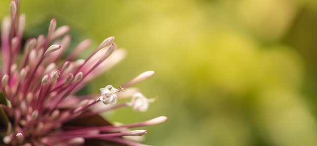 Gros plan de la vue sur la nature fleur blanche et rose sur fond de verdure floue sous la lumière du soleil avec bokeh en utilisant comme arrière-plan paysage de plantes naturelles, fond d'écran écologique ou concept de page de garde.