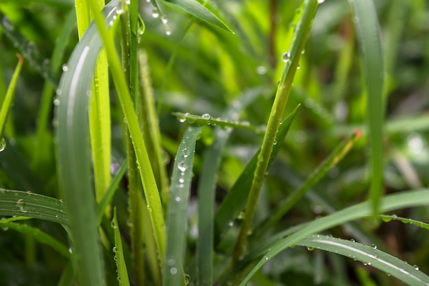 Gros plan, vue nature, vert, pré, et, herbe, goutte eau, sur, vert, feuilles, à, lumière soleil