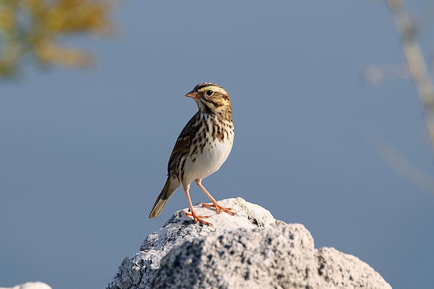 Gros plan d'un Woodlark