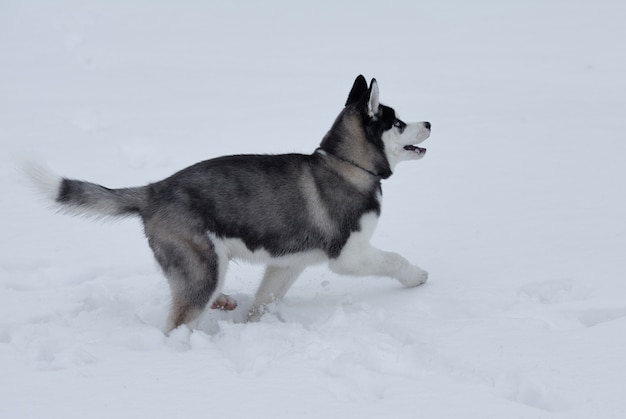 Gros plan sur les yeux bleus d'un beau chien husky. Chien husky sibérien à l'extérieur. Portrait de husky sibérien dans la nature en hiver.