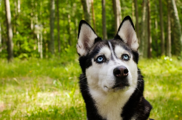 Gros plan sur les yeux bleus d'un beau chien husky. Chien husky sibérien à l'extérieur.