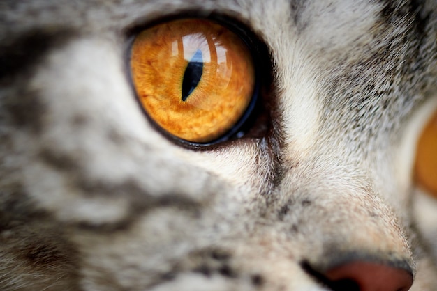 Gros Plan Yeux De Chat Jaune