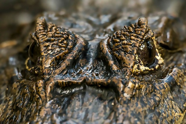 Gros plan sur les yeux de crocodile