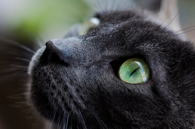 Gros plan sur les yeux verts et le nez de chat gris