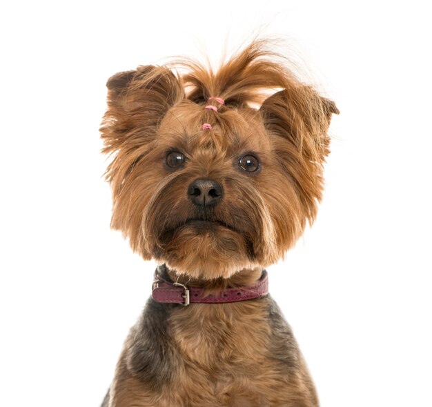 Gros plan, de, a, yorkshire terrier, isolé, blanc