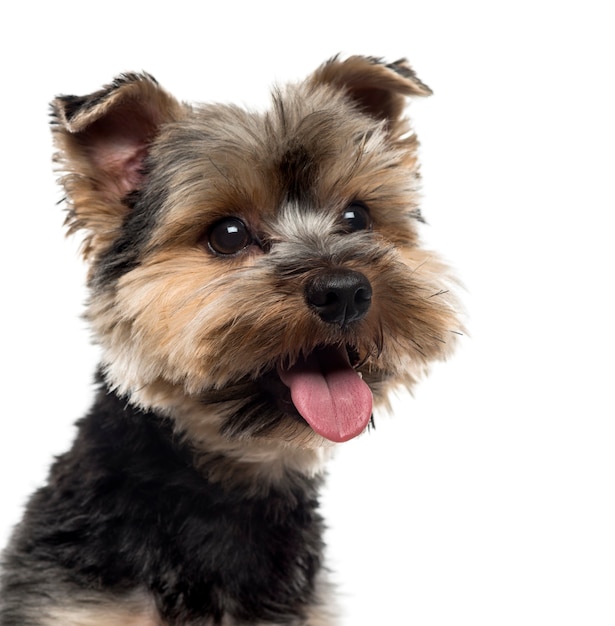 Gros plan d'un Yorshire Terrier devant un mur blanc