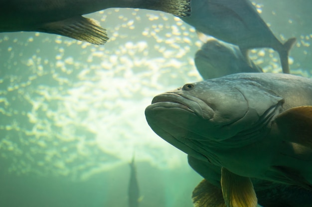 Gros poisson atlantique à la vie sous-marine. Polyprion americanus, épave