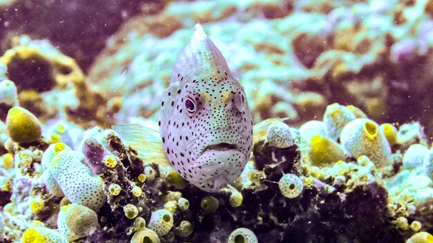 Gros poisson aux Maldives.