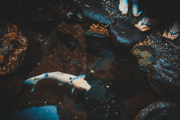 Gros poisson koi dans un jardin japonais