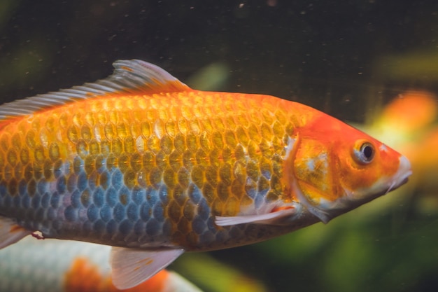 Un gros poisson orange dans un aquarium.