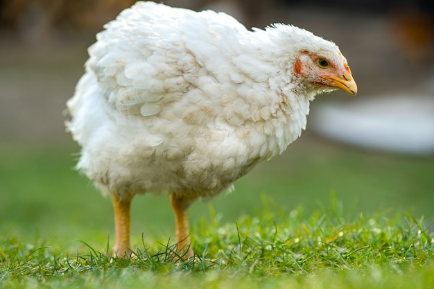 Gros poulet debout sur cour de grange avec de l'herbe verte.