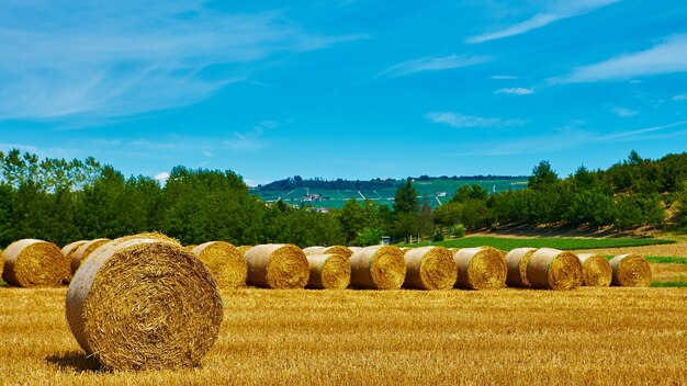 Gros rouleaux de paille allongé sur un champ fauché après la récolte du grain