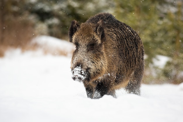 Gros sanglier pataugeant dans la neige profonde en hiver avec des flocons de neige tombant autour