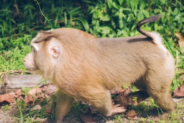 Un gros singe marche dans la forêt herbeuse.