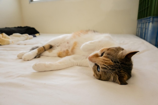 Gros sommeil de chat écaille de tortue