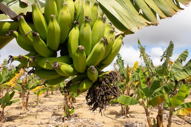 Gros tas de bananes sur l'arbre