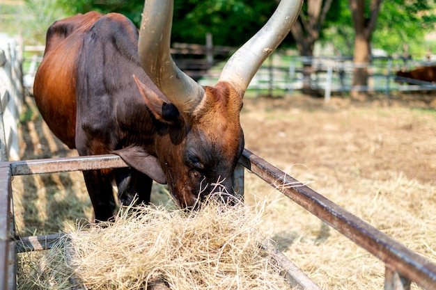 Gros taureau watusi (roi de la vache) se nourrissant d&#39;herbe