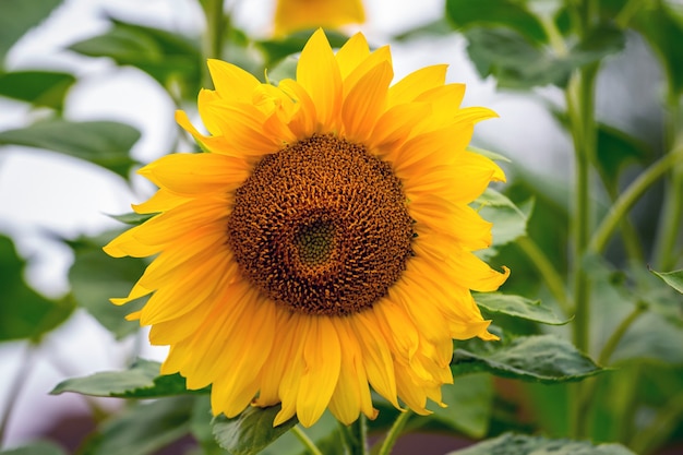 Gros tournesol aux pétales jaunes sur vert