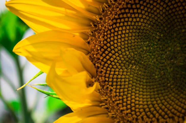 Le gros tournesol jaune en macro dans le champ vert