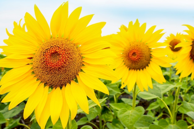 Gros tournesols jaunes en fleurs sur terrain