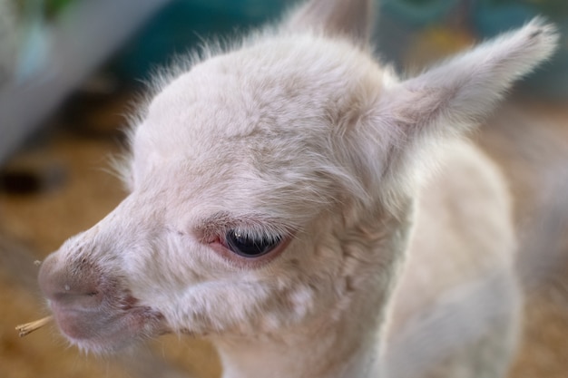 Gros visage petit bébé lama blanc