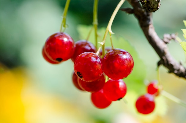 Groseille sur une branche dans le jardin