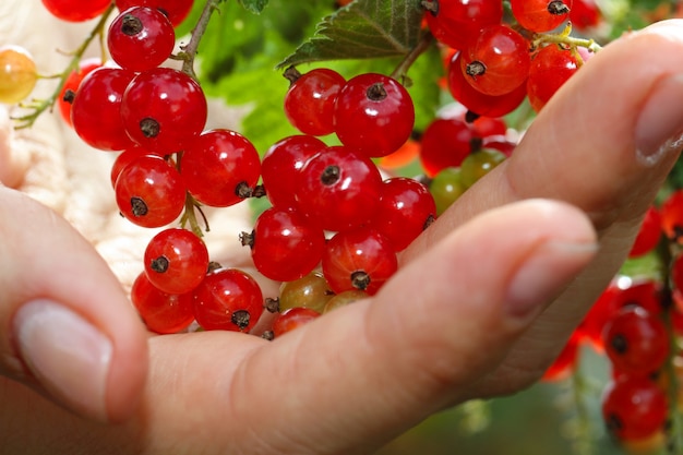 groseille dans le jardin d&#39;été