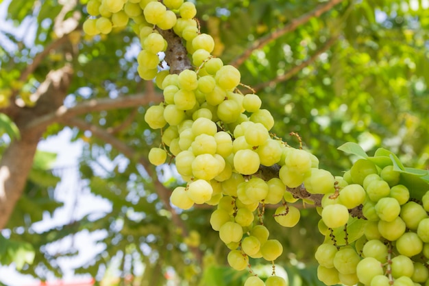 Groseille étoilée sur arbre