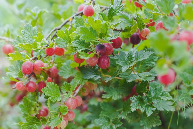 Groseille fraîche sur une branche d'un buisson de groseille dans le jardin Vue rapprochée des baies de groseille bio accrochées à une branche sous les feuilles