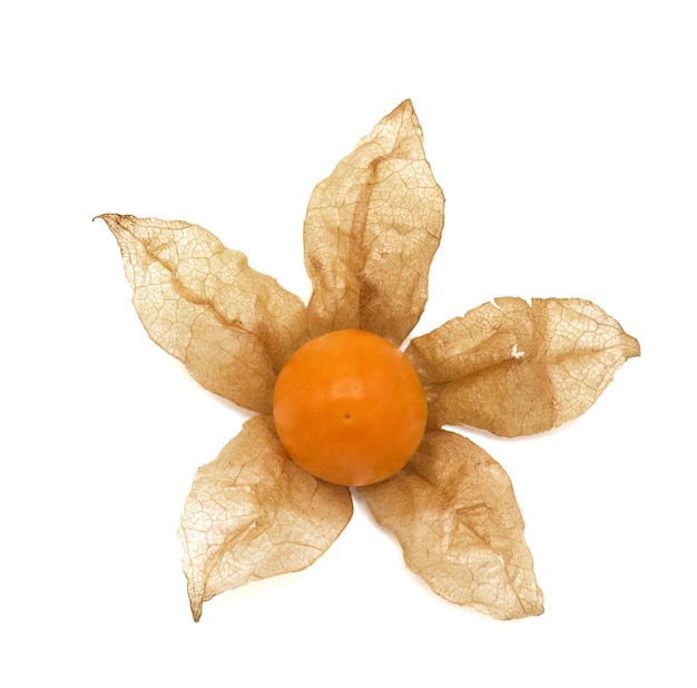 Groseille fraîche, physalis, sur fond blanc