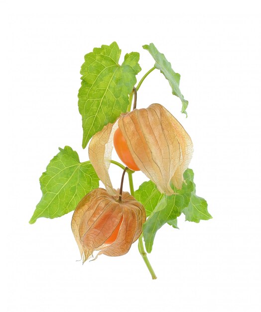 Groseille maquereau (physalis) isolé sur fond blanc