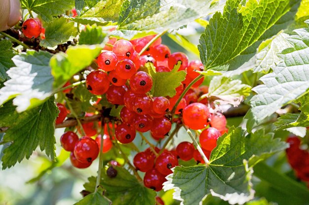 Groseille rouge sur la branche