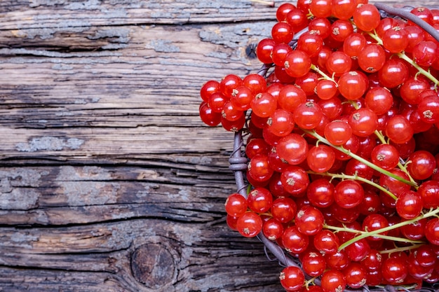 Groseille rouge dans un panier en métal